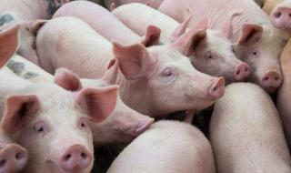 在牧原养猪场上班对身体有危害吗 河南牧原养猪场